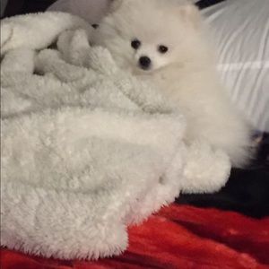 Meet your Posher, Trenda